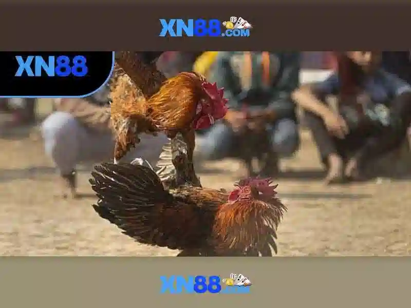 Cung cấp trò chơi và dịch vụ