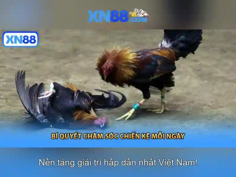 Nền tảng và công nghệ